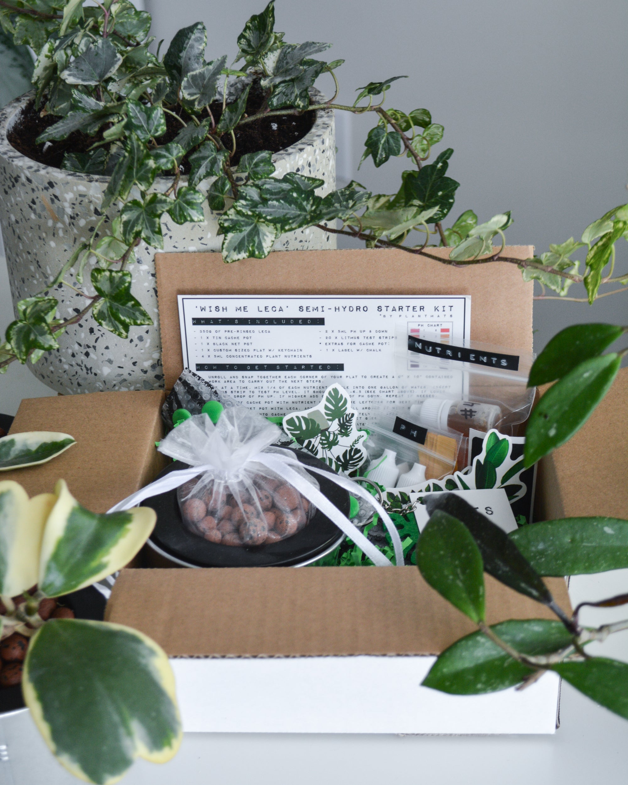 succulents leca WISH ME 'LECA' KITS